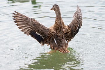 Female Thigh-headed Duck waving with wings