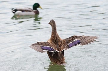 Female Thigh-headed Duck waving with wings