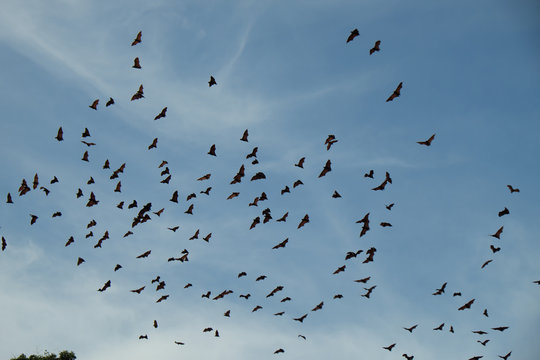 bats flying over the sky