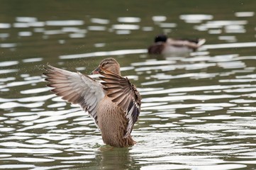 Female Thigh-headed Duck waving with wings