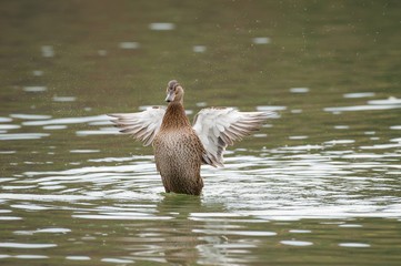 Female Thigh-headed Duck waving with wings