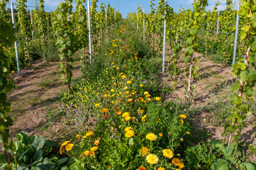 Ringelblumen im Weinberg