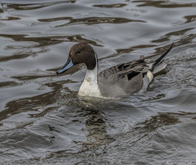 Northern Pintail
