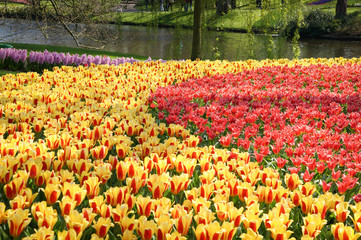 Colorful tulip plantation at Keukenhof in Lisse, Netherlands