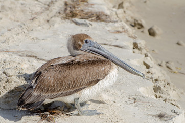 Pelican