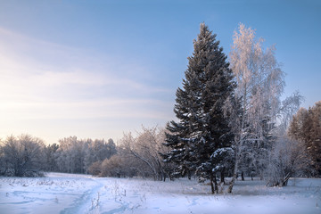 Winter forest covered with snow in sunny day, north landscape with walk trail and two trees together on foreground, white birch near pine tree on blue sky background
