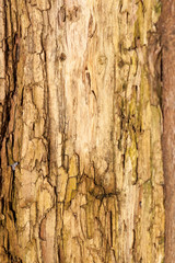 Old wood detailed texture background