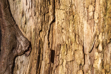 Old wood detailed texture background