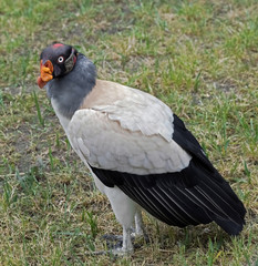 King vulture. Latin name - Sarcorhamphus papa
