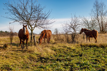 Horses grazing on a green lawn against the blue sky background