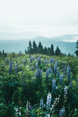 Горные цветы