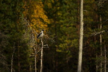 Corvus cornix. Mid-sized bird. Expanded throughout Europe. Photographed in Finland. Wild nature. Karelia. Beautiful picture. Bird. Autumn nature of Finland.