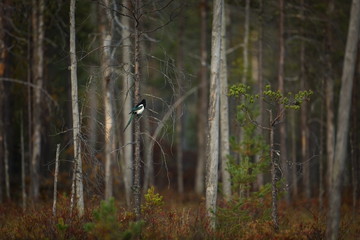 Corvus cornix. Mid-sized bird. Expanded throughout Europe. Photographed in Finland. Wild nature. Karelia. Beautiful picture. Bird. Autumn nature of Finland.