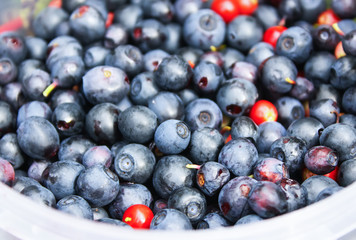 Wild blueberry in summer forest.