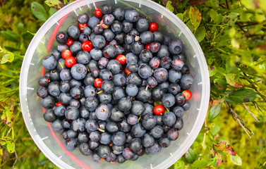 Wild blueberry in summer forest.