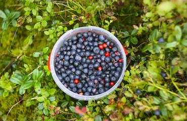Wild blueberry in summer forest. © pictures_for_you