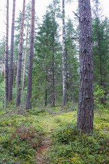 Pine trees in summer forest.