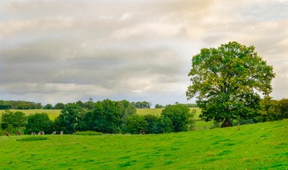 Fototapeta na wymiar Verdant fields in the Orne countryside in summer, Normandy France