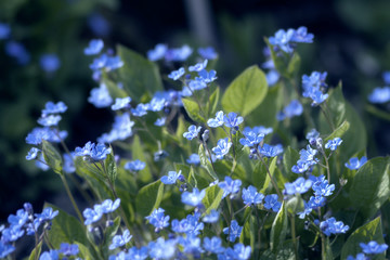 Blaue Blumen