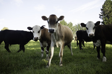 cows looking in camera
