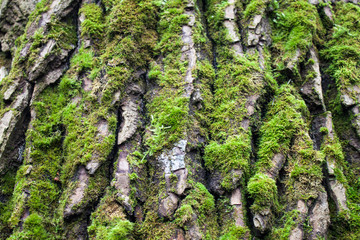 Tree bark covered with moss 