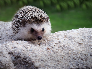 hedgehog small wildlife, with sharp hairs.Cute hedgehog on a natural background,hedgehog standing on the sand © thanisnan