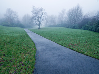 fogyy forest morning,Northern Ireland