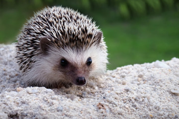 Cute hedgehog on a natural background.