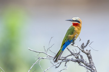 White fronted Bee eater in Kruger National park, South Africa