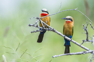 White fronted Bee eater in Kruger National park, South Africa