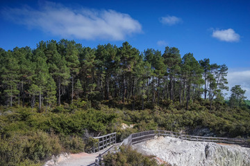 Lady Knox Geyser in New Zealand