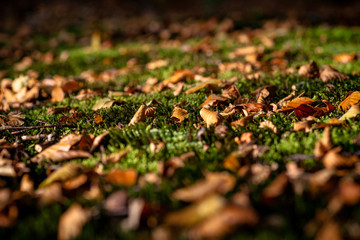 Dry leaves on the freshness green moss and fern background.