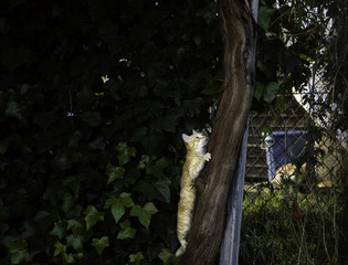 Fototapeta premium Abandoned street cats