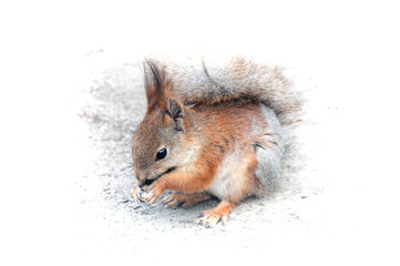 Red Squirrel on ground