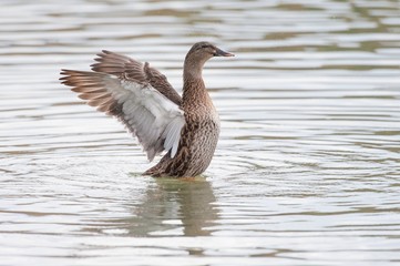 Female Thigh-headed Duck waving with wings