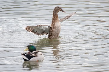Female Thigh-headed Duck waving with wings