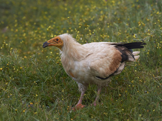 Egyptian vulture (Neophron percnopterus)