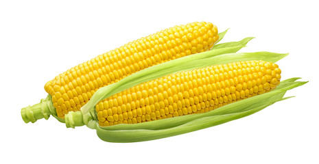 2 raw ears of corn isolated on white