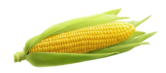 Fotobehang Single ear of corn isolated on white background © kovaleva_ka