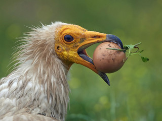 Egyptian vulture (Neophron percnopterus)