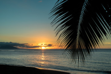 Fototapeta na wymiar A leaf of palm tree in front of a sunset on an island in Polynesia