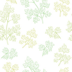 Parsley plant herb graphic green sketch seamless pattern illustration vector