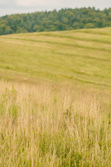 Dry grass field of countryside