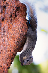Lovely grey squirrel on tree during warm spring sunset,eating on tree,very surprised,relaxing, amazing in Thailand.