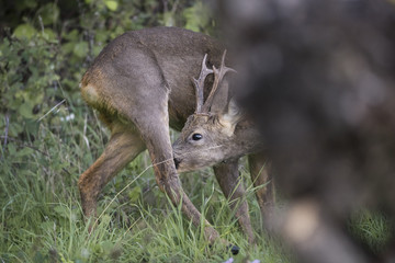 roe deer male
