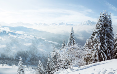 Snowy Trees and Mountains