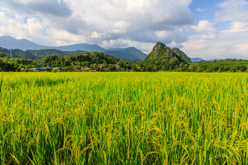 Landscape of rice field in the countryside of Thailand.