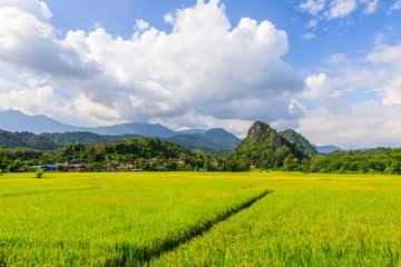 Landscape of rice field in the countryside of Thailand.