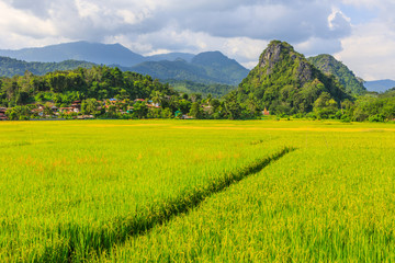 Landscape of rice field in the countryside of Thailand.