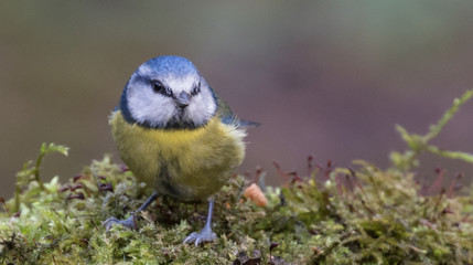 Blue Tit